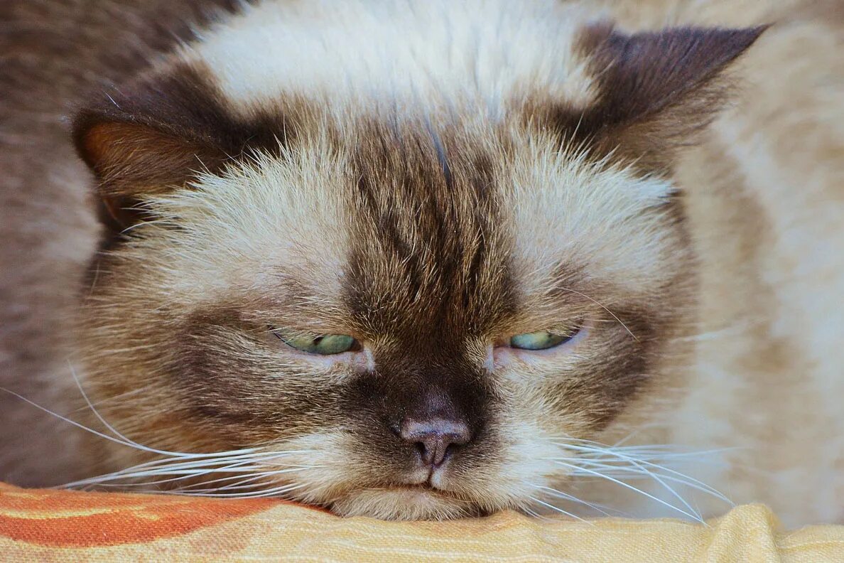 Котика обидели фото Hyperthyroidism in cats Veterinary Teaching Hospital Washington State University