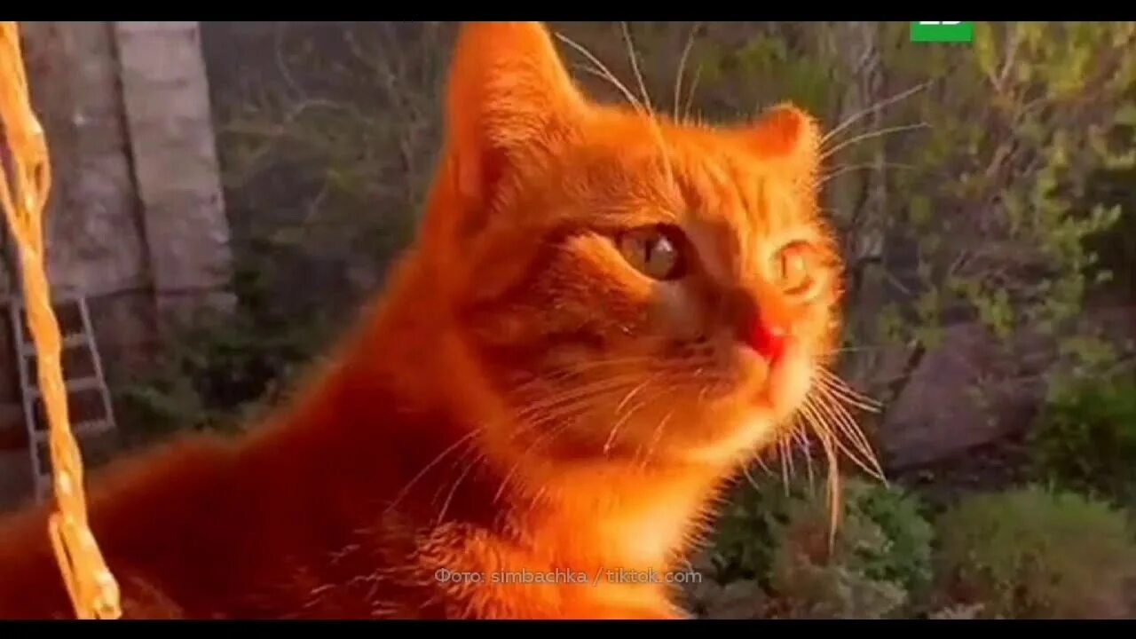 Котика симбу фото Симба умер жаль его . монтаж про симбочку - YouTube