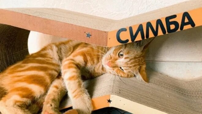 Котика симбу фото Новости - Республика Татарстан РТ Онлайн