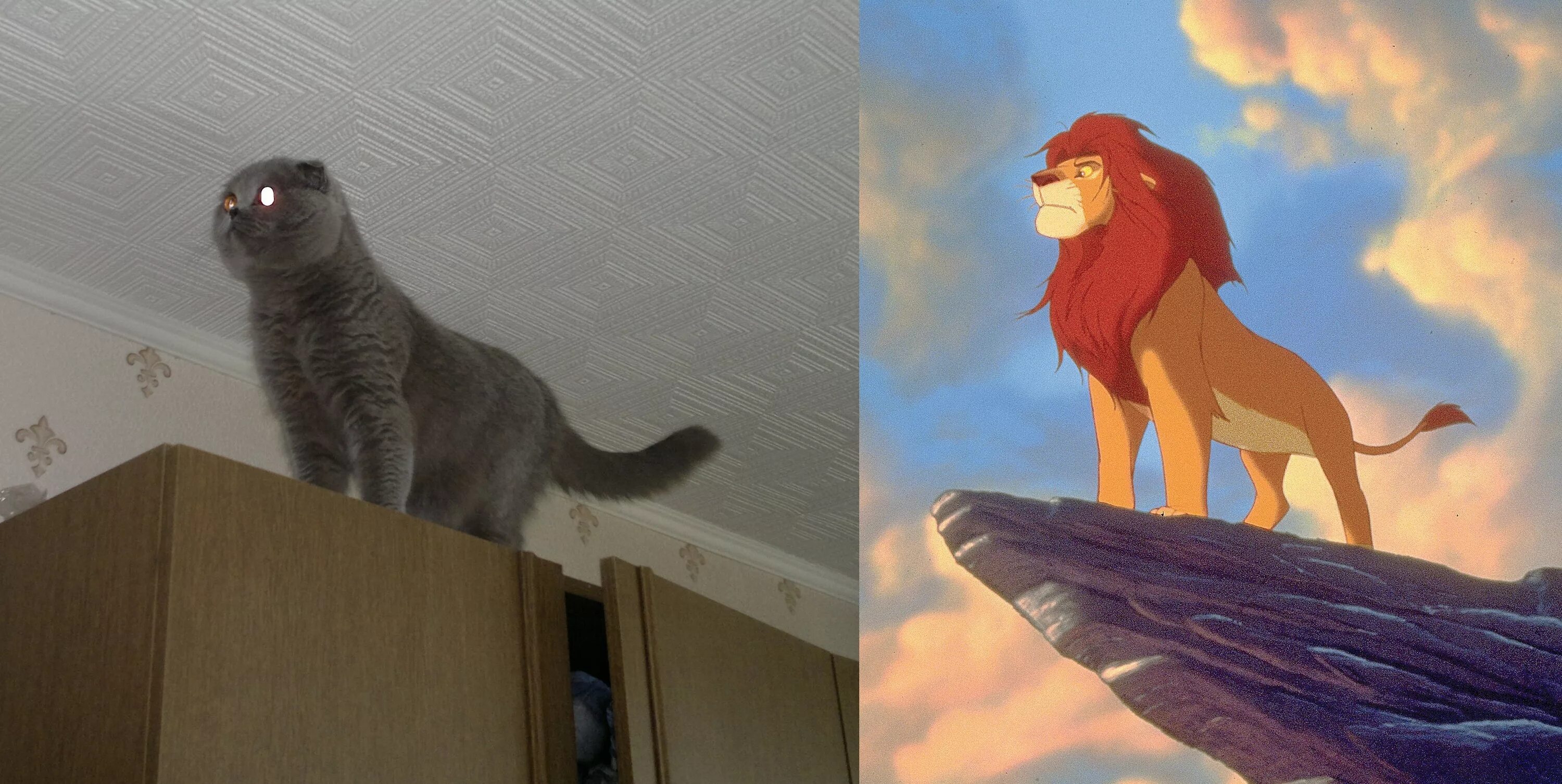 Котика симбу фото simba (Simba) / смешные картинки и другие приколы: комиксы, гиф анимация, видео,