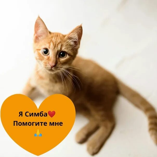 Котика симбу фото Всем КОТОпривет! Меня зовут Симба, я участвую в конкурсе. Хочу стать лучшим Март