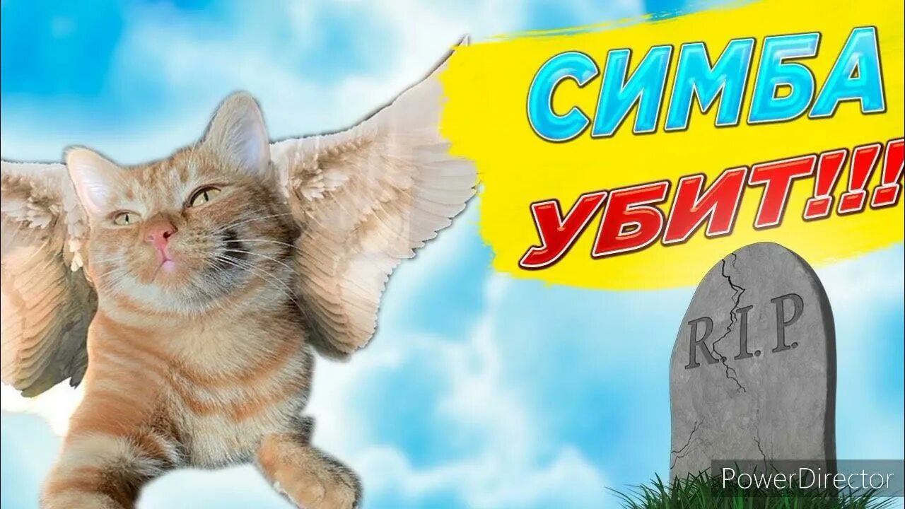 Котика симбу фото #светлаяпамятьсимбочки - YouTube