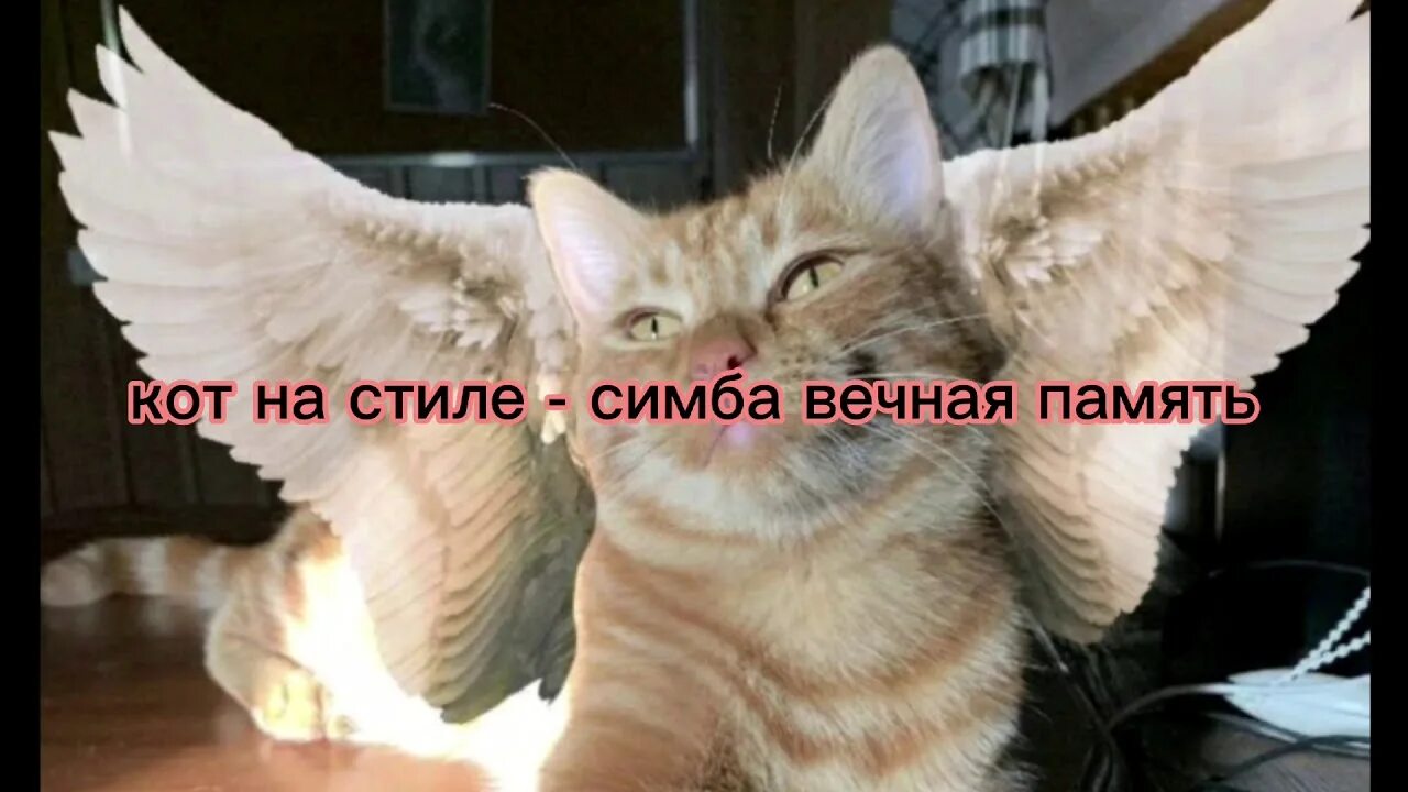 Котика симбу фото симба-кот на стиле .РЕМИКС - YouTube