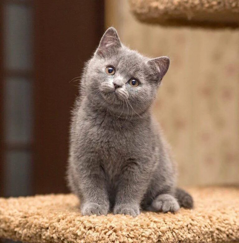 Котики британцы фото Продам котят - купить в Мурманске, цена 5 000 руб., продано 7 февраля 2019 - Кош