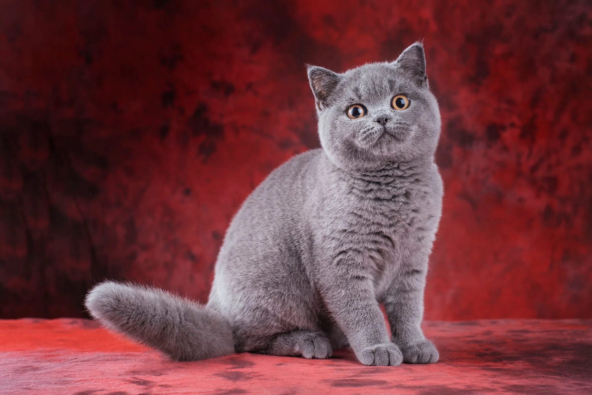 Котики британцы фото Скачать обои кошка, кот, взгляд, поза, котенок, серый, лапки, малыш, раздел кошк