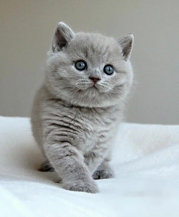 Котики британцы фото Beautiful kitten Beautiful cats, Cats, British shorthair cats