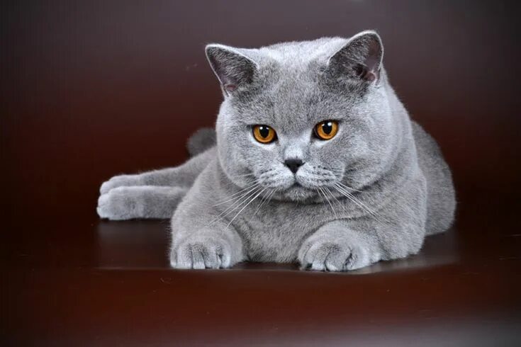 Котики британцы фото Фото галерея британского голубого кота Цезаря Cats, Animals