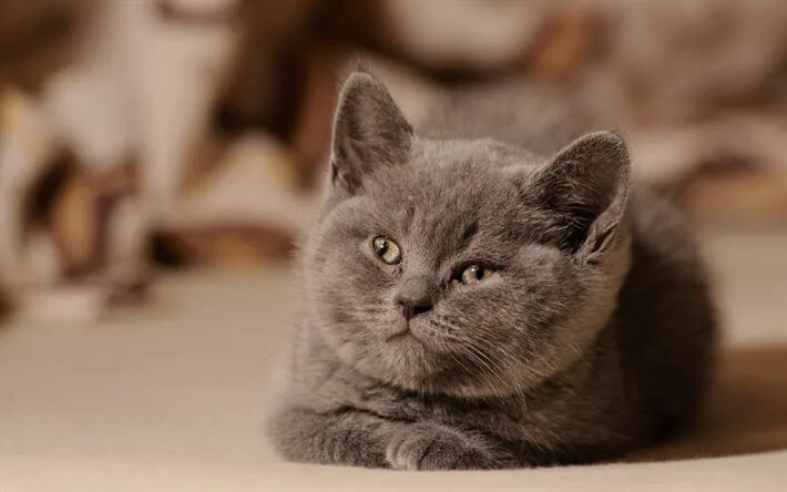 Котики британцы фото Download wallpapers Funny cat, British Shorthair, muzzle, domestic cat, cats, gr