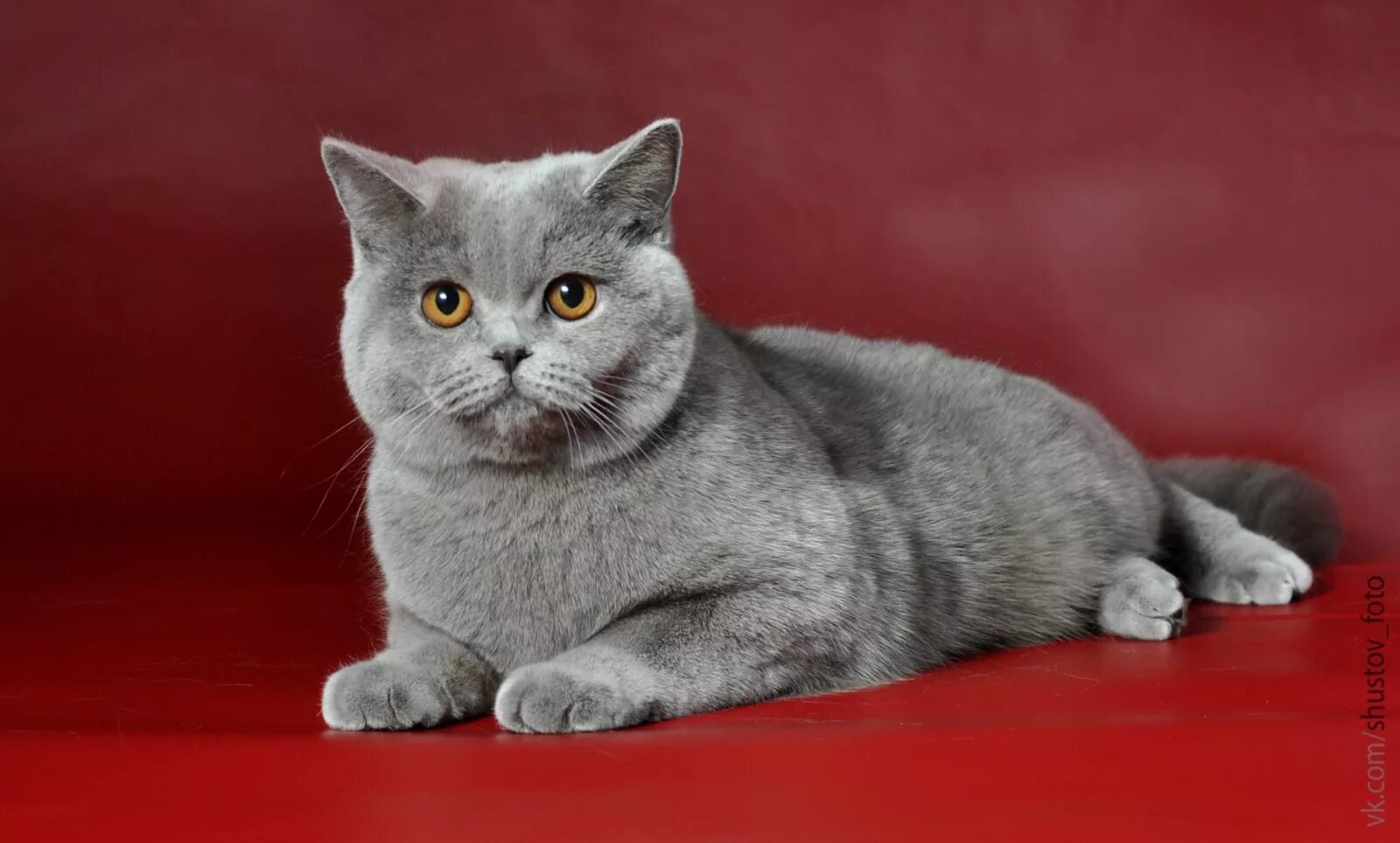 Котики британцы фото Питомник CatANDorf, заводчик Дорфман Татьяна Akenoo Магнитогорск