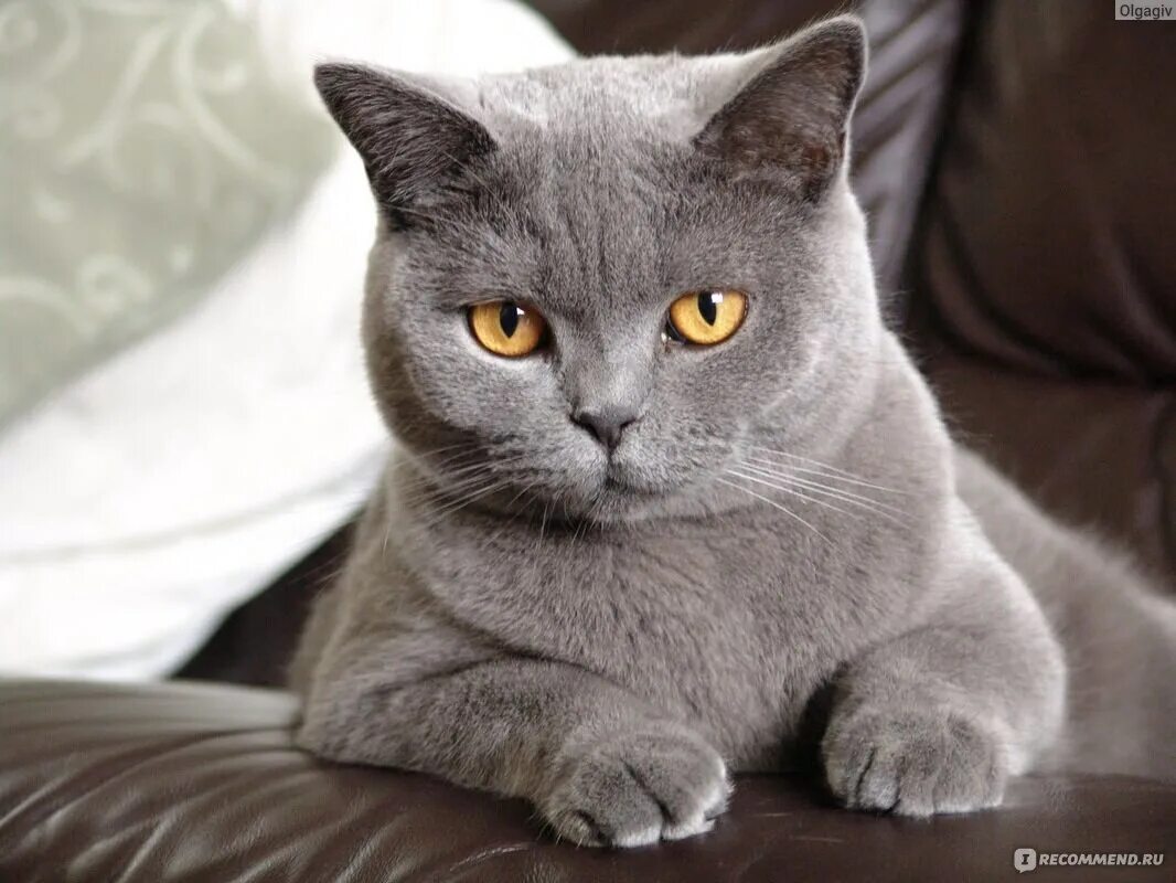 Котики британцы фото Британская короткошерстная - "Член семьи, Любимец " отзывы