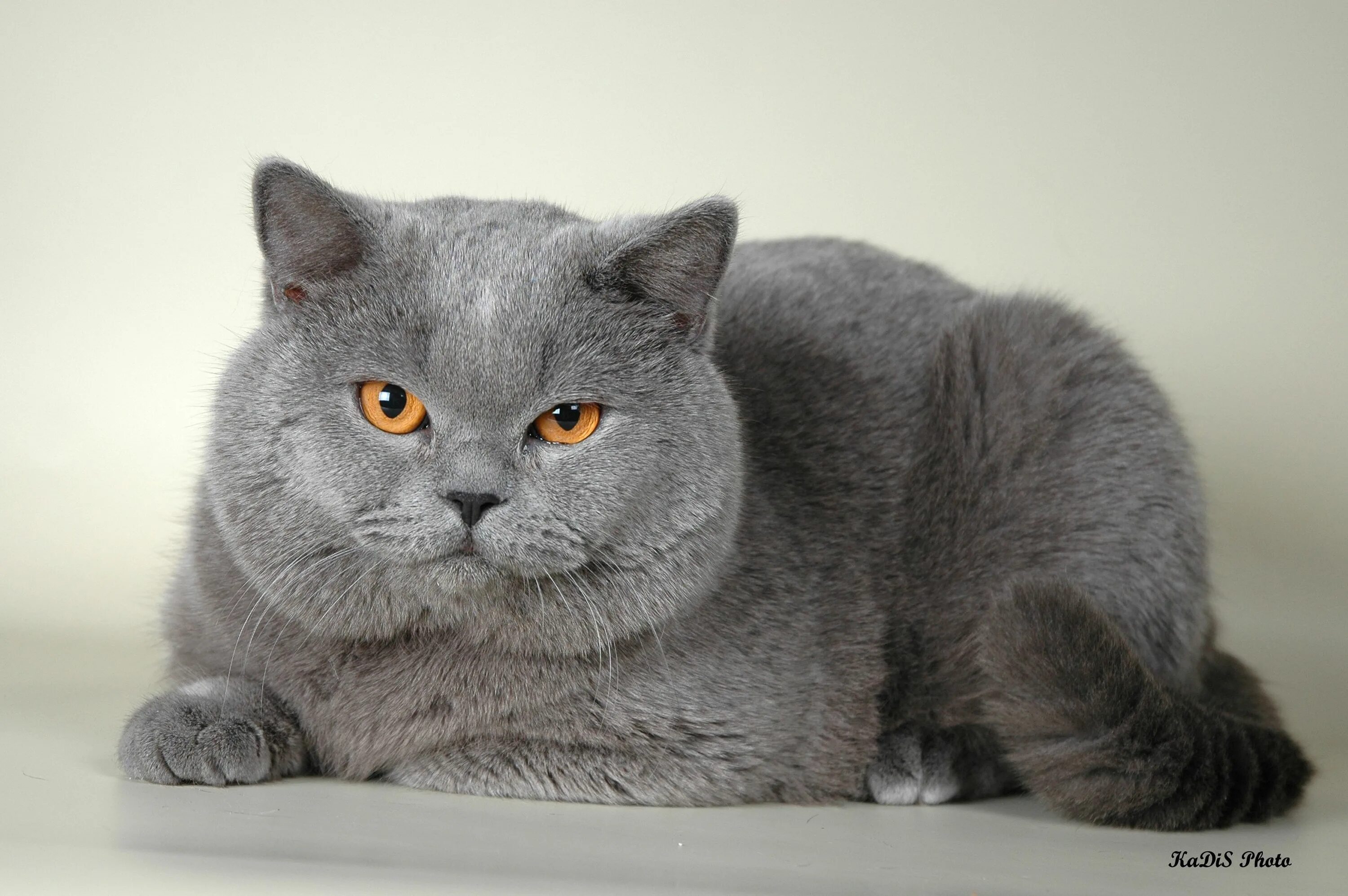 Котики британцы фото Голубой британский кот Шериф, Чемпион Мира Cat breeds, Cute cats, British shorth