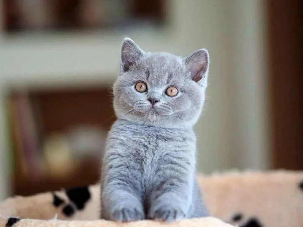 Котики британцы фото Что подарить жене на день рождения: 40 крутых подарков