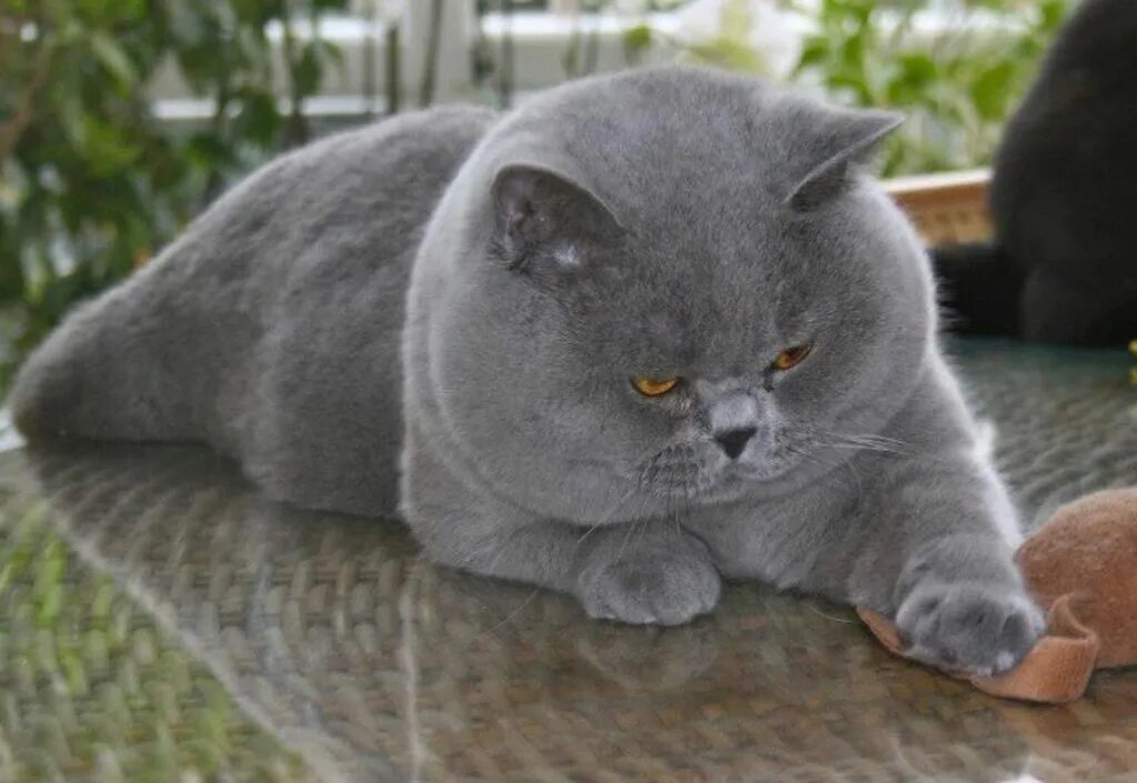 Котики британцы фото So fluffy - Album on Imgur