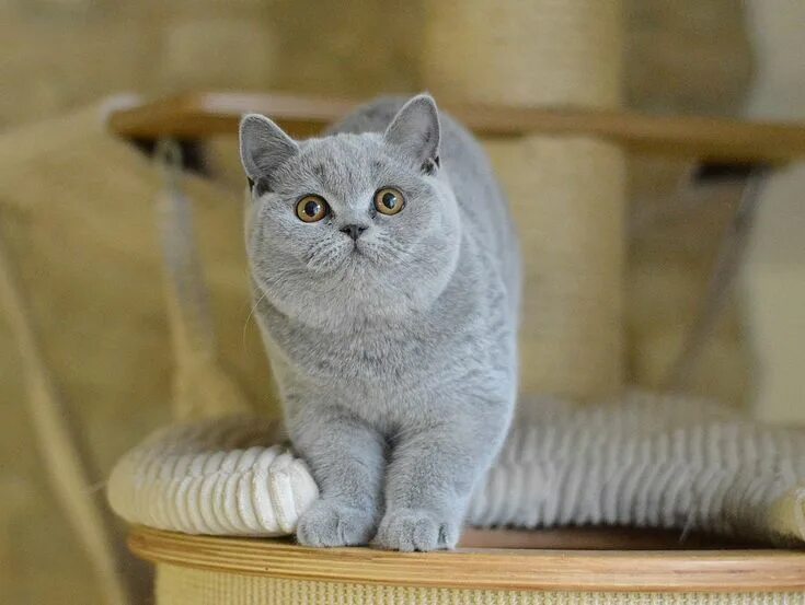 Котики британцы фото Qué es pedigree? Cats and kittens, Gorgeous cats, Pedigree cats