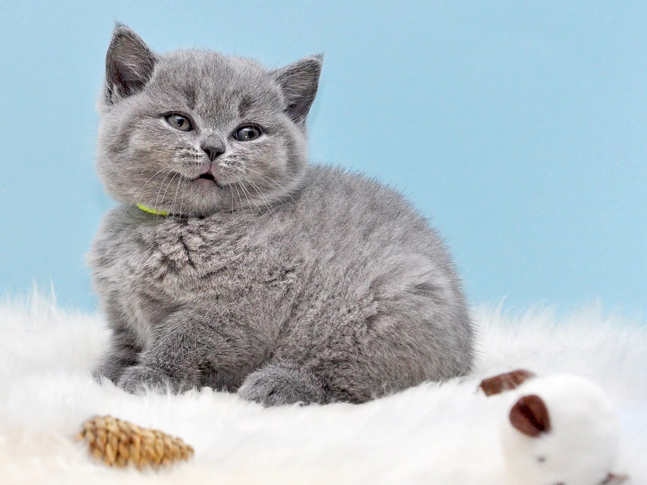 Котики британцы фото Картинки котенок кот Серый смотрит Животные 2200x1650