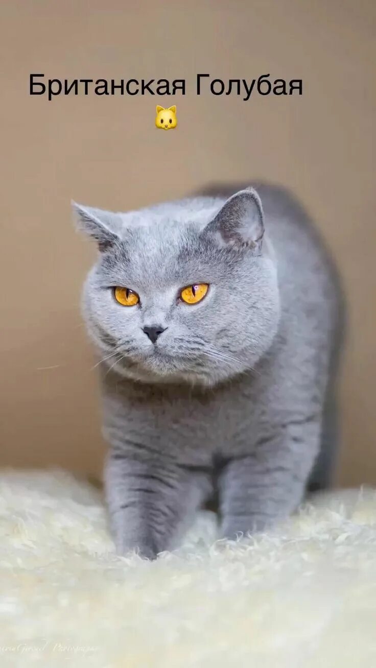 Котики британцы фото Британская Голубая Британская короткошерстная, Любители кошек, Котята