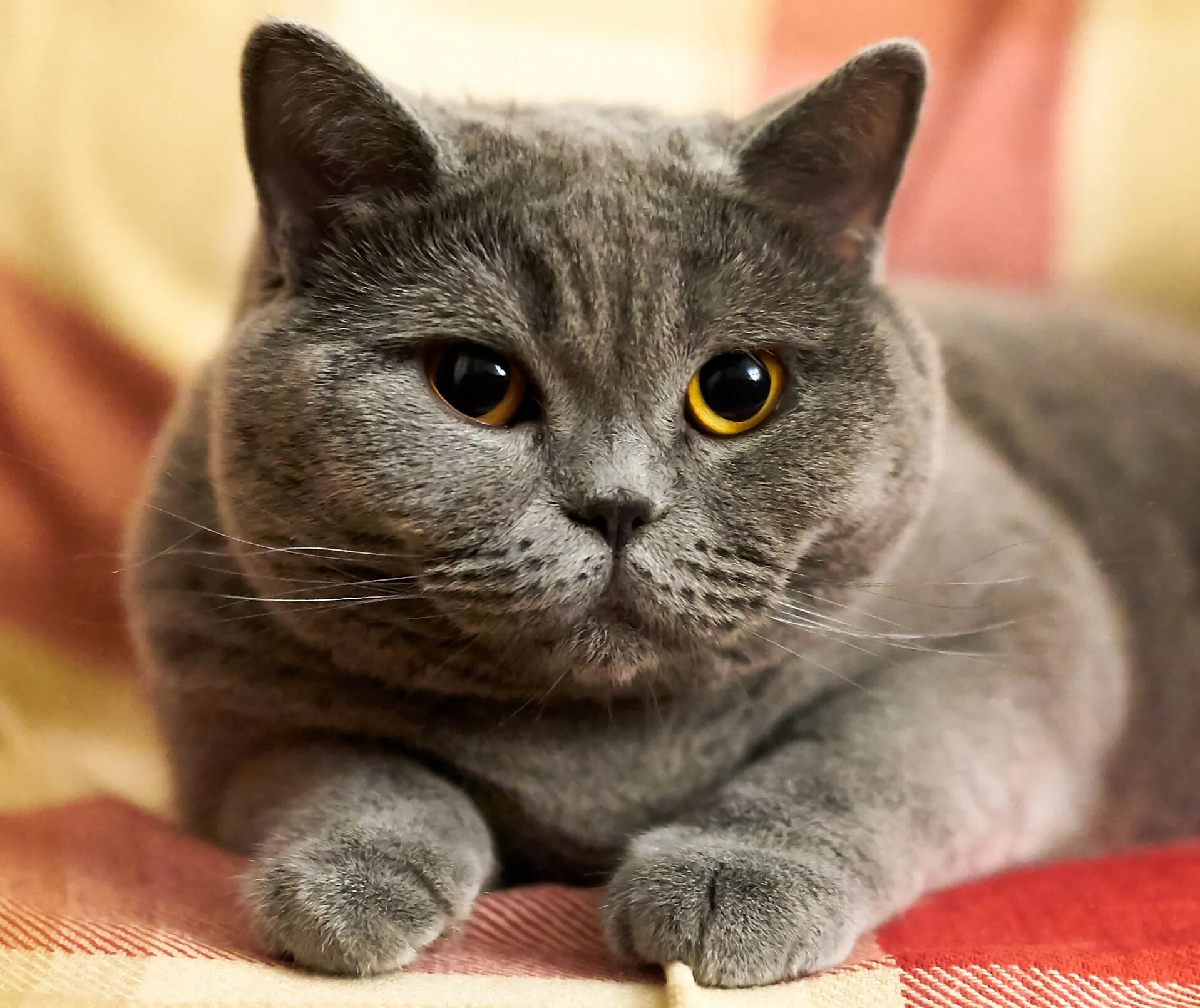 Котики британцы фото Grey British Shorthair Blue Eyes Deals www.ulthera.ru