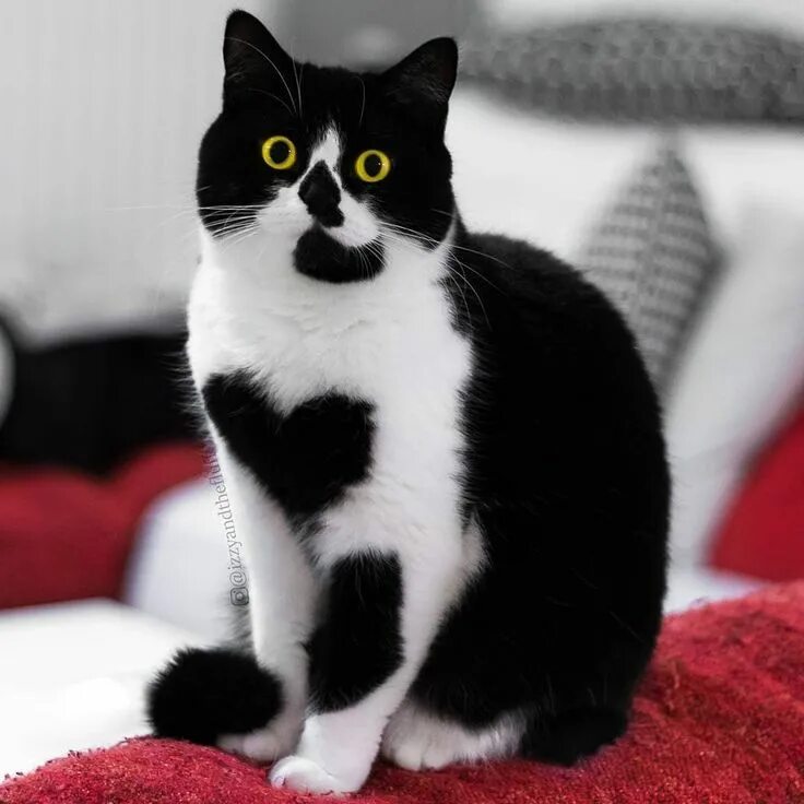 Котики черно белы1 окрас фото Pin by Megan Armstrong on cats Pretty cats, Beautiful cats, Cats