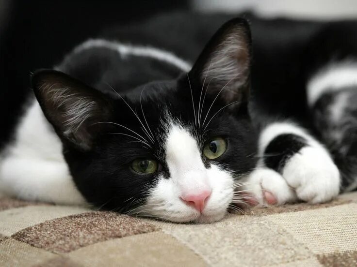 Котики черно белы1 окрас фото Cats Photo: Black-white cat. Cute cats and dogs, Cat photo, Cats