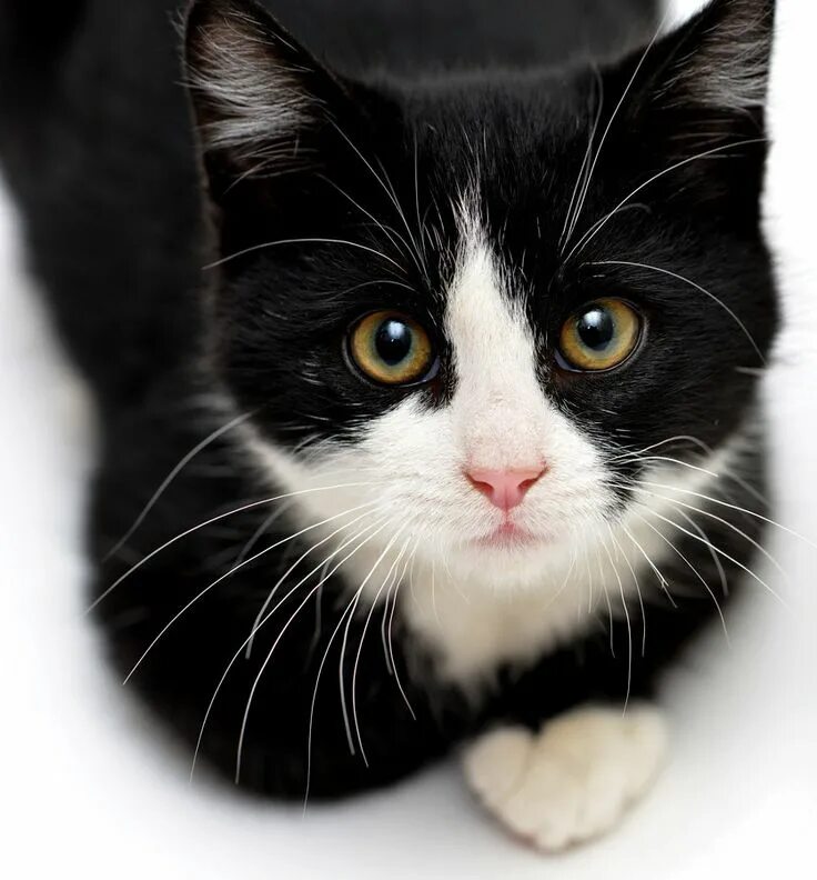 Котики черно белы1 окрас фото Tuxedo Kitten by Josh Norem 500px in 2024 Cute cats, Beautiful cats, Kittens cut