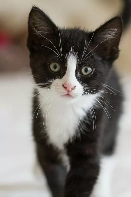 Котики черно белы1 окрас фото Pin by Jodi Bieler on Cats/ Kittens Cute cats, Beautiful cats, Baby cats