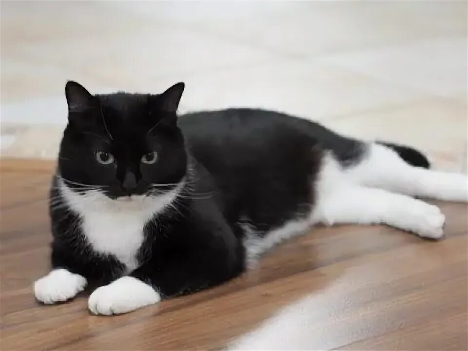 Котики черно белы1 окрас фото Забавная игра кошки Cats, Animals