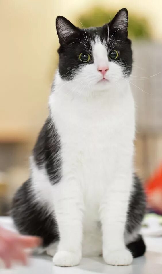Котики черно белы1 окрас фото Cat Breeds: Effects On Personality, Behavior, And Health - CatTime American shor