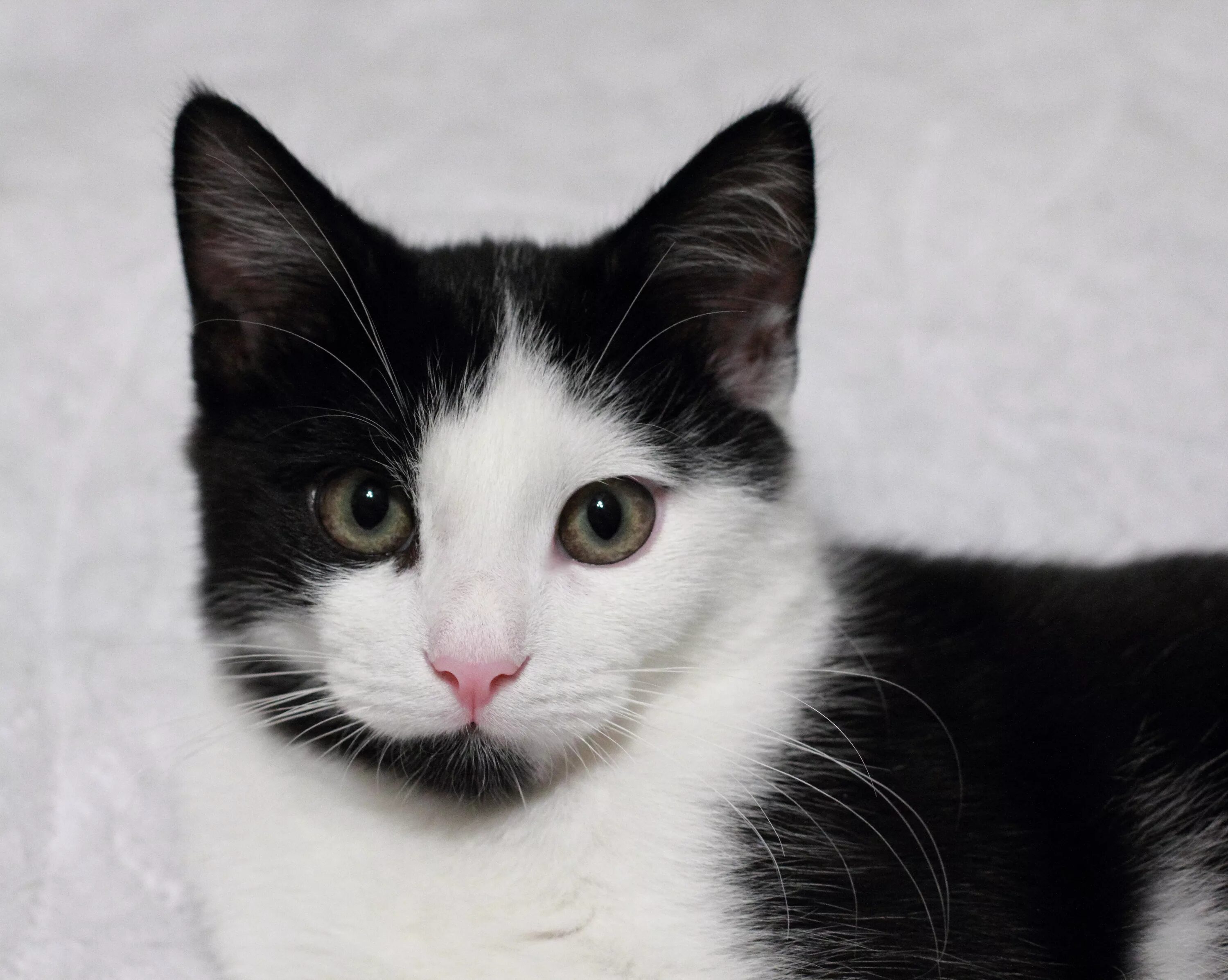 Котики черно белы1 окрас фото Free Images : black and white, animal, cute, pet, fur, kitten, feline, monochrom