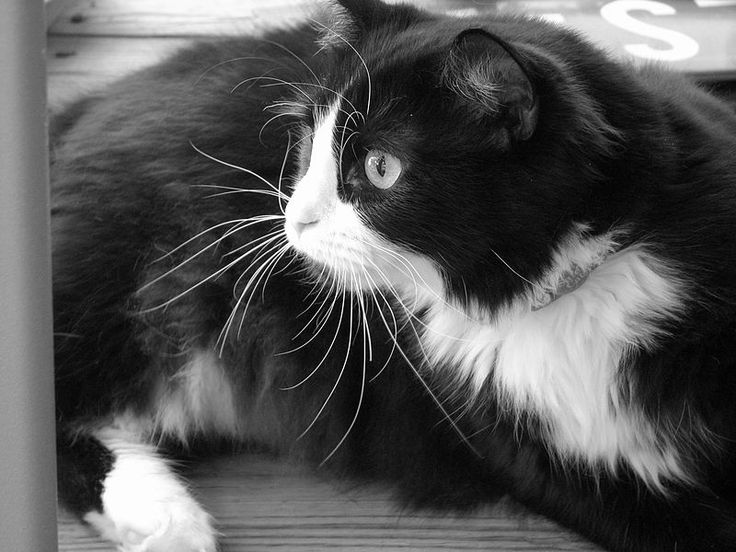 Котики черно белы1 окрас фото Gato blanco y negro, Gatitos lindos, Gatos