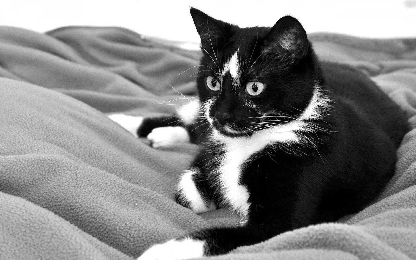 Котики черно белы1 окрас фото 100+ Black And White Cat Wallpapers Wallpapers.com