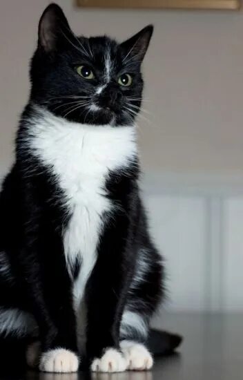 Котики черно белы1 окрас фото Кошка-демон. - LeRA@))*& - Wattpad