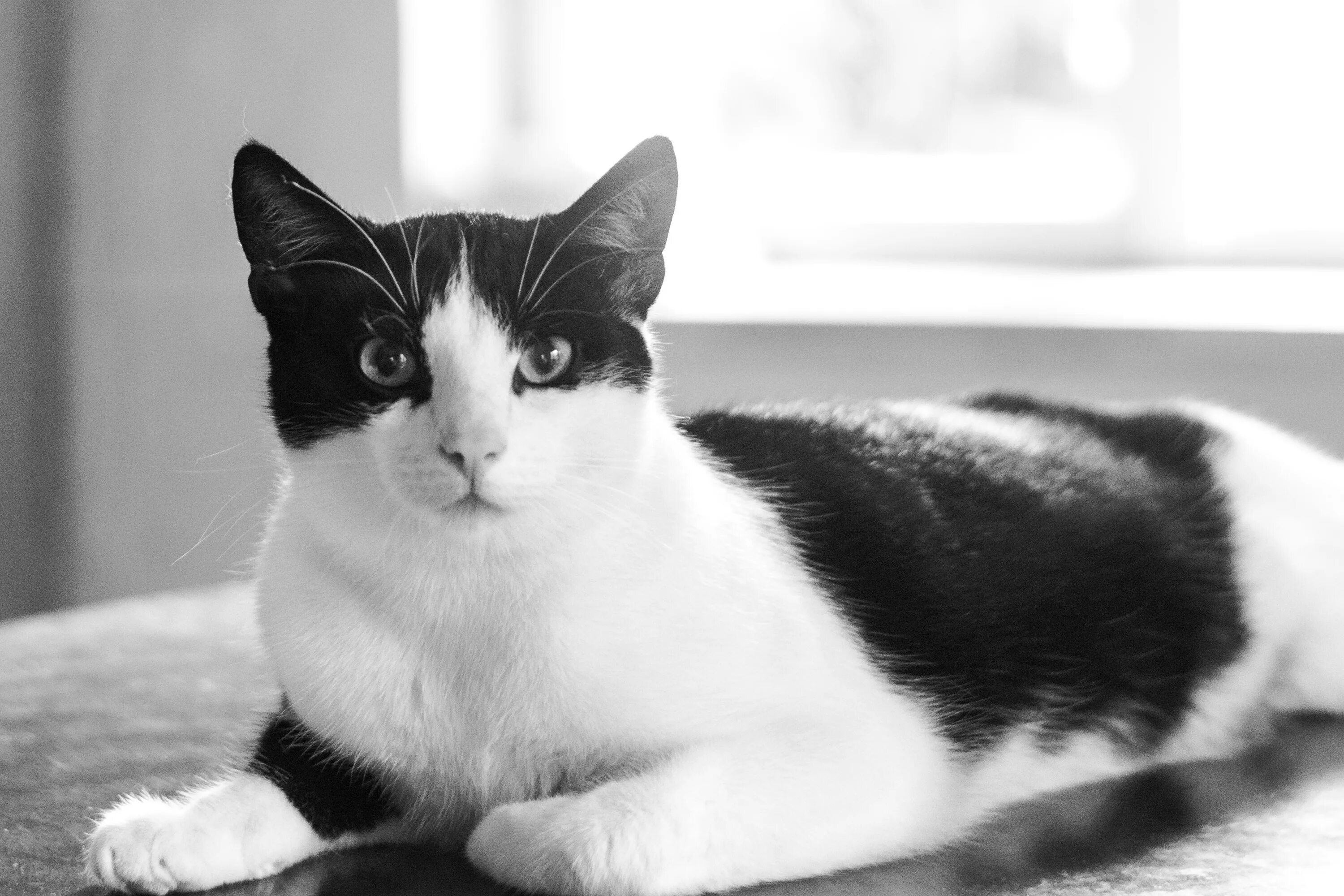 Котики черно белы1 окрас фото Free Images : black and white, sweet, pet, coat, curiosity, nose, eyes, whiskers