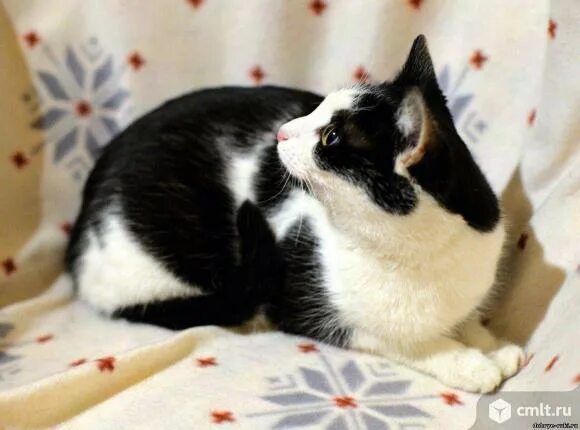 Котики черно белы1 окрас фото Черно-белая кошка в добрые руки - Воронеж - Доска объявлений Камелот