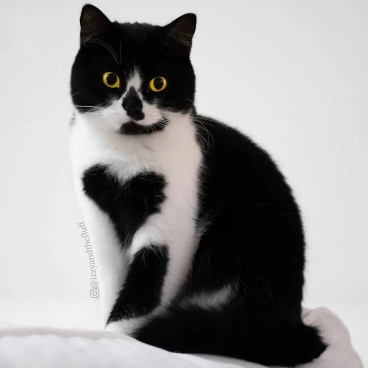 Котики черно белы1 окрас фото With love! Beautiful cats, Cats, Cute cats and kittens