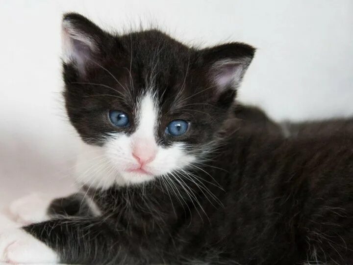 Котики черно белы1 окрас фото Неактивно