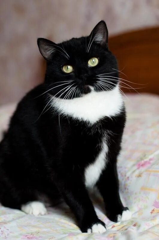 Котики черно белы1 окрас фото Совсем не похож на кота с улицы,но оказался на ней:пушистый ,с красивыми усами,о