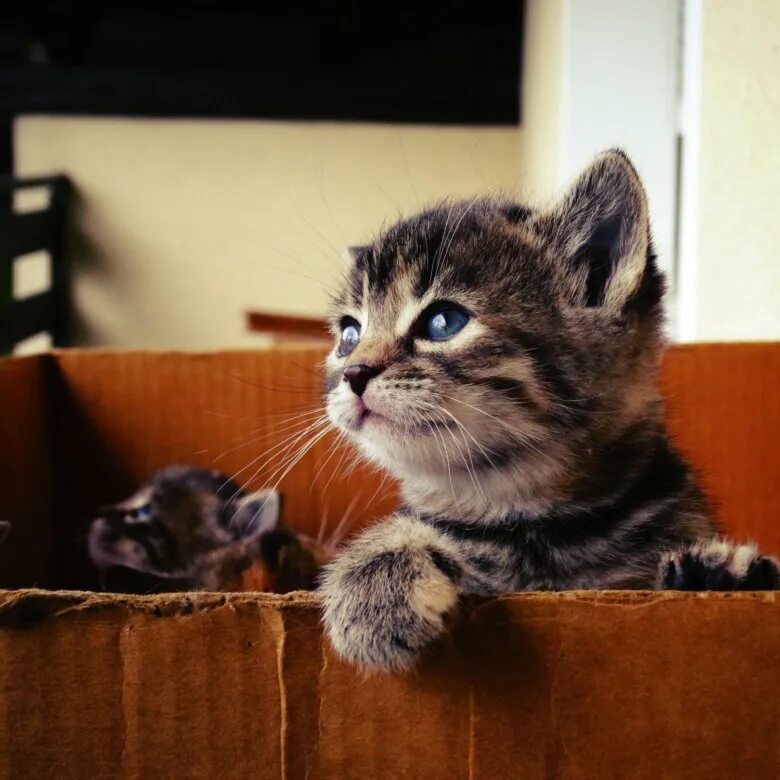 Котики домашние фото Отдам котят в добрые руки - купить в Рубцовске, бесплатно, продано 12 марта 2020