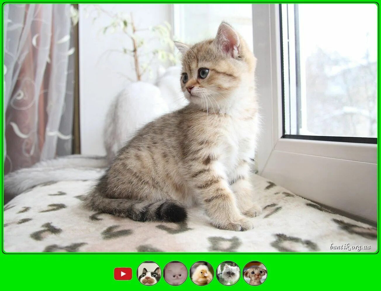 Котики домашние фото Funny kittens wallpaper Котята бенгальские купить bantik.org.ua #bantik #backgro