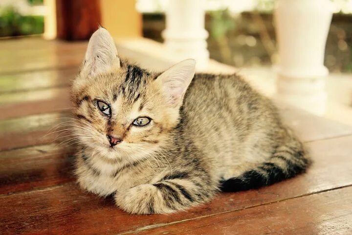 Котики домашние фото 강남VVIP모델하우스 OPGA.GA 강남오피 오피가이드 Pets cats, Cats, Cat care