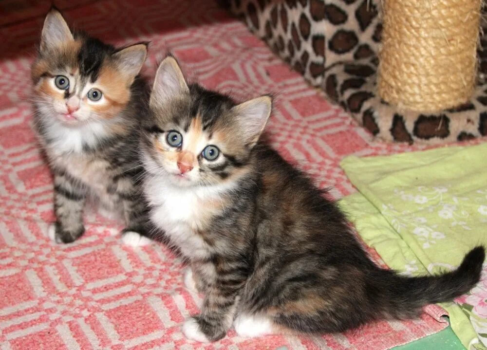 Котики домашние фото Котята в дар, с доставкой в дар. отдам в хорошие руки г. Москва № 90135 - птичий