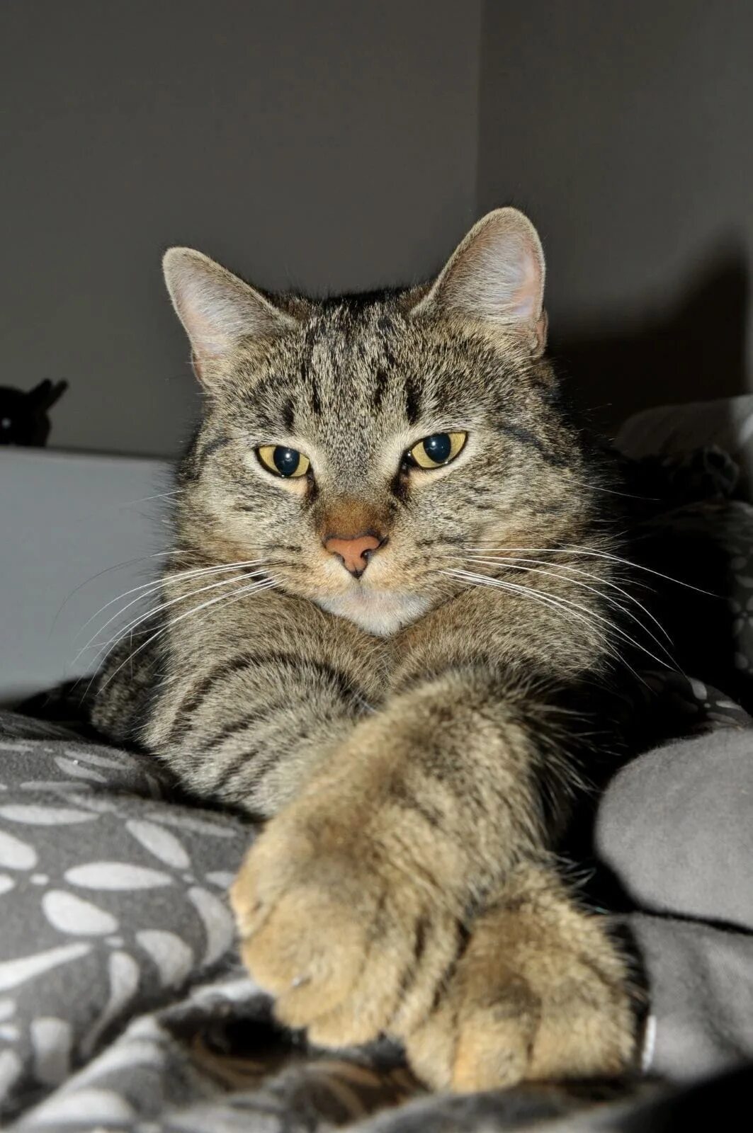 Котики домашние фото Улан-Удэ Молодой котик ищет дом.К лотку приучен,в еде не привередлив.Звонить 895