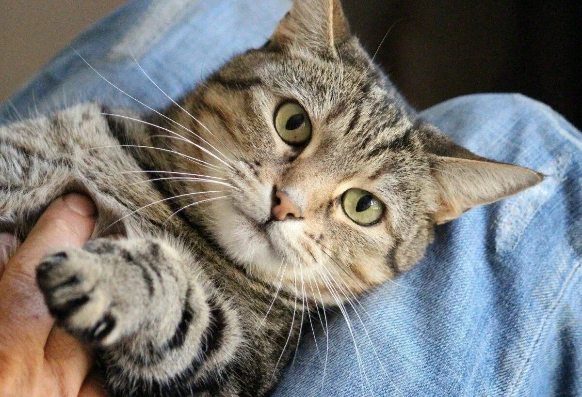 Котики домашние фото Онлайн - фотовыставка "Домашний любимец" 2021, Афанасьевский район - дата и мест