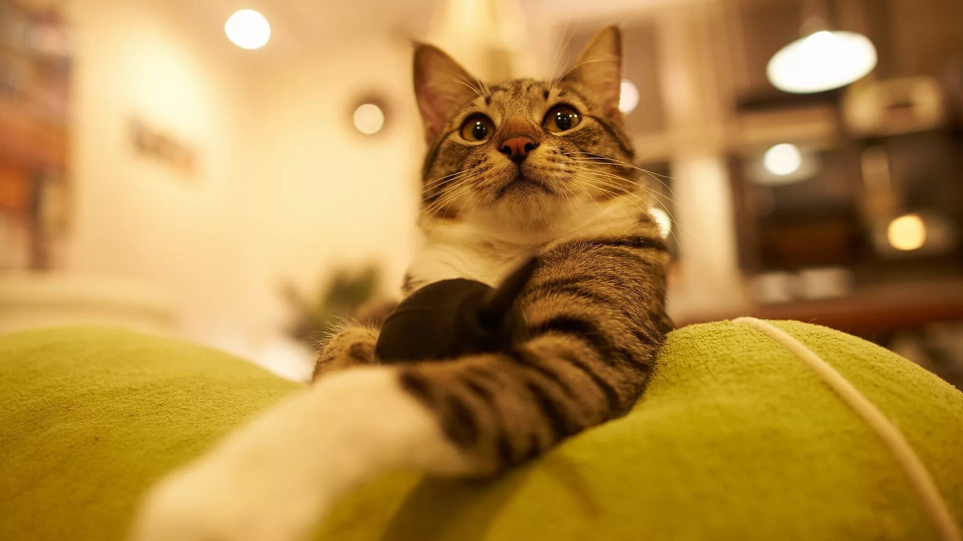 Котики домашние фото Proud pet cat Desktop wallpapers 600x1024