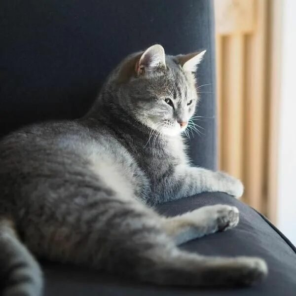 Котики домашние фото 8 coisas que os gatos fazem quando estão sozinhos! Indoor cat, Outdoor cats, Cat