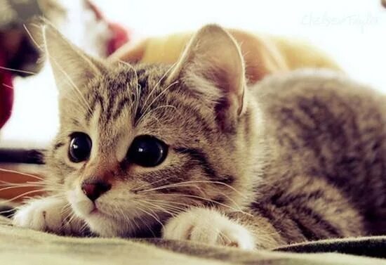 Котики фото 21 Cats Who Love To Give! Kittens cutest, Cute cats, Baby animals