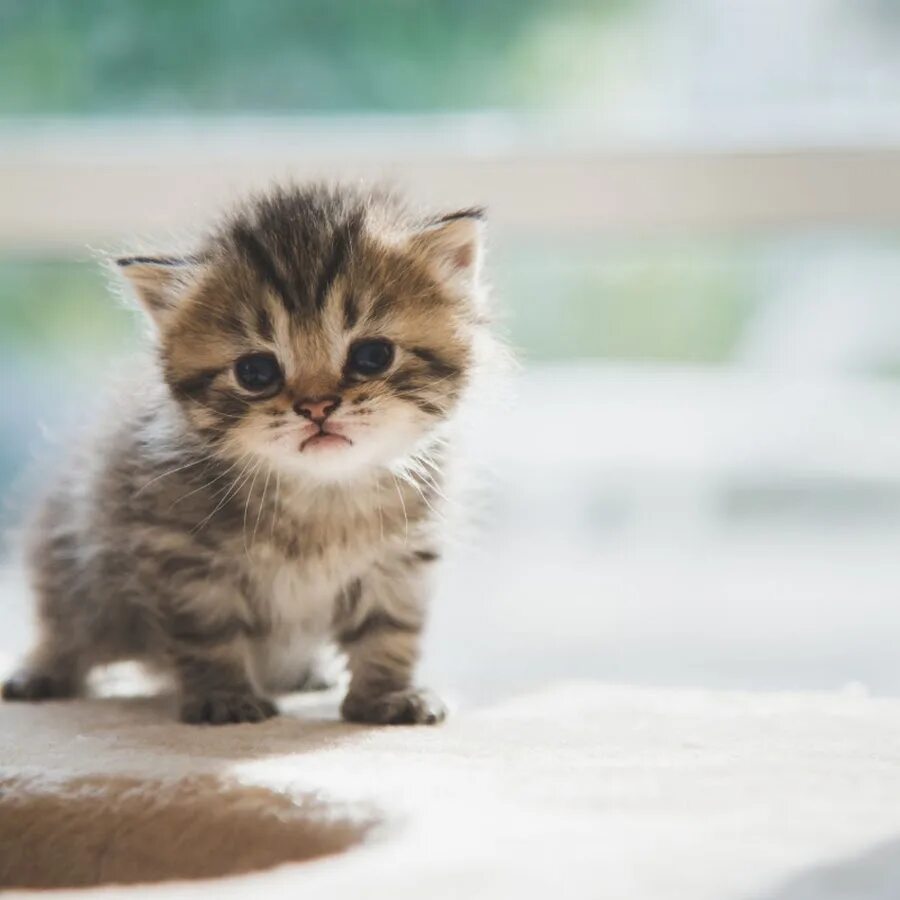 Котики фото Kitten - YouTube
