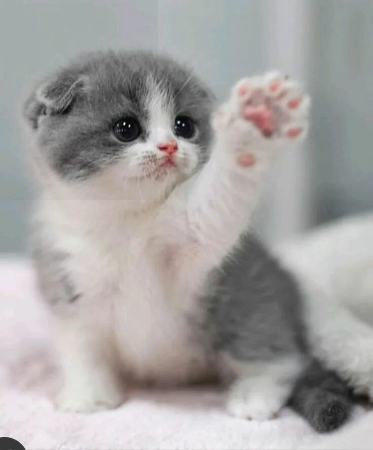 Котики фото Pin by نواف الزهراني on منشورات من خلالك in 2023 Cute animals, Kittens cutest, B