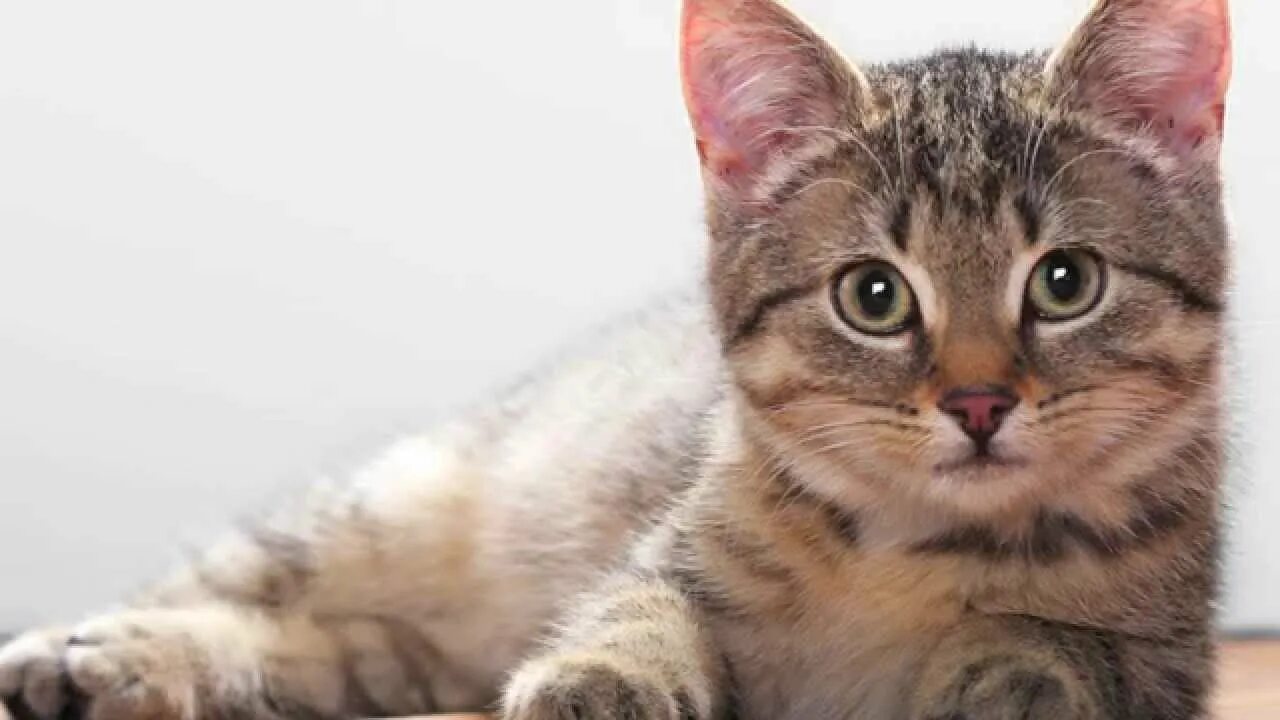 Котики фото Facts About The Cat - YouTube