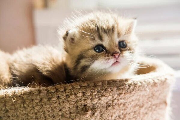 Котики фото Что подарить любимой на 14 февраля топ 5 лучших подарков Максим Сигаев Дзен