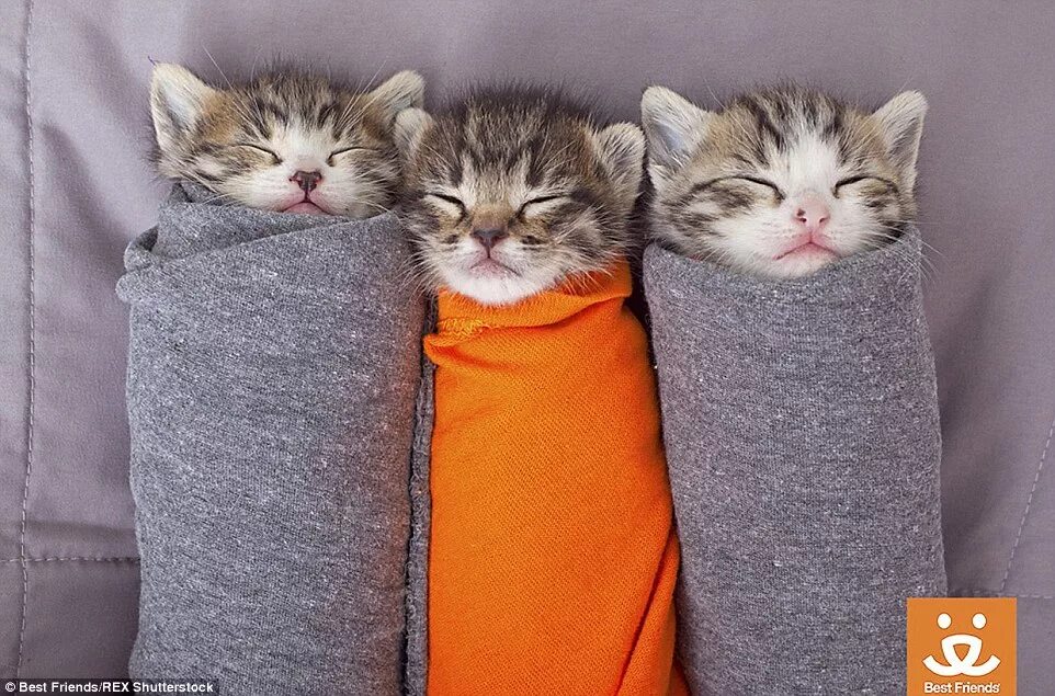 Котики фото друзья Cute kittens rolled up in blankets at Best Friends Sanctuary in Salt Lake City D